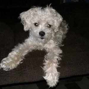 Meet your Posher, Patricia